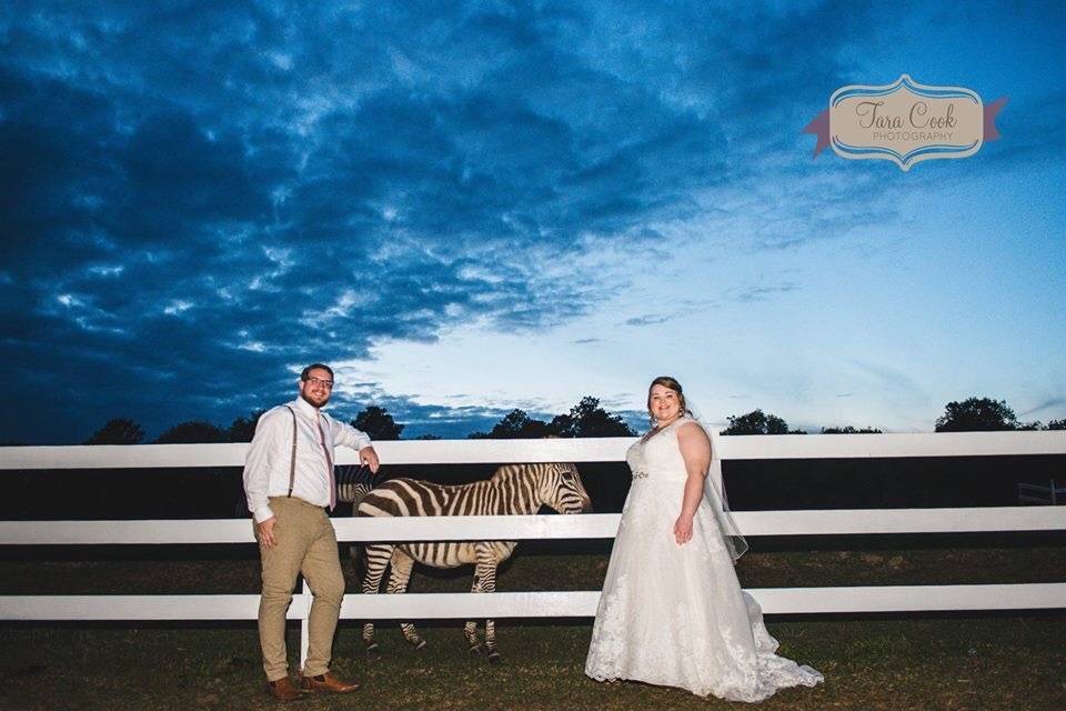 Zebra