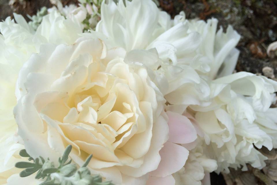 Traditional white peonies with dusty miller