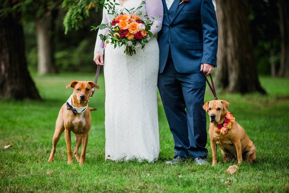Wedding pups