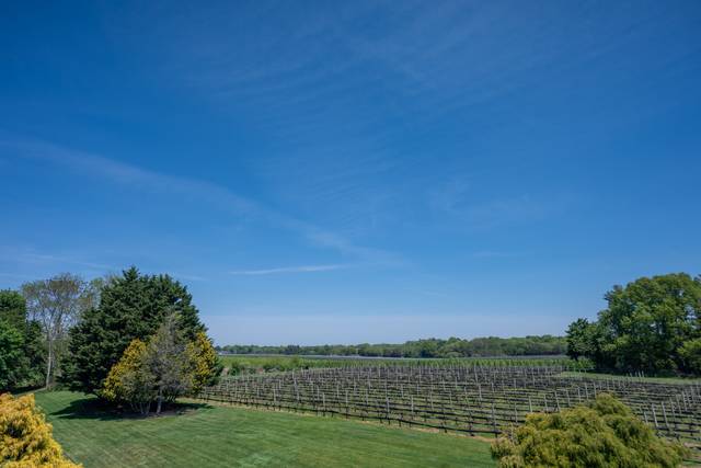 Vineyards