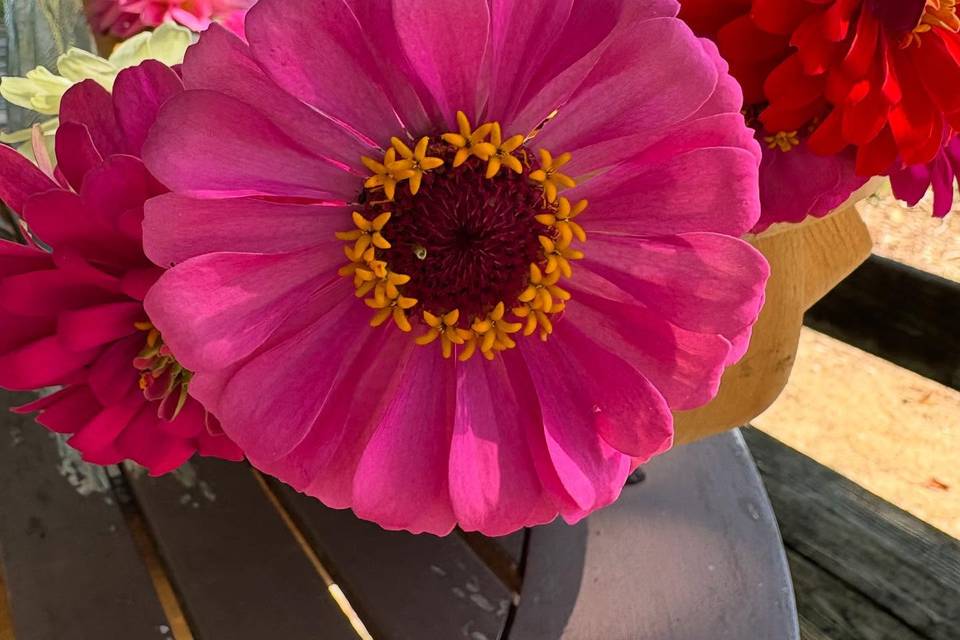 Cape May Wildflower Farm