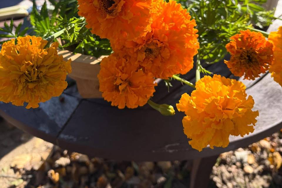 Cape May Wildflower Farm