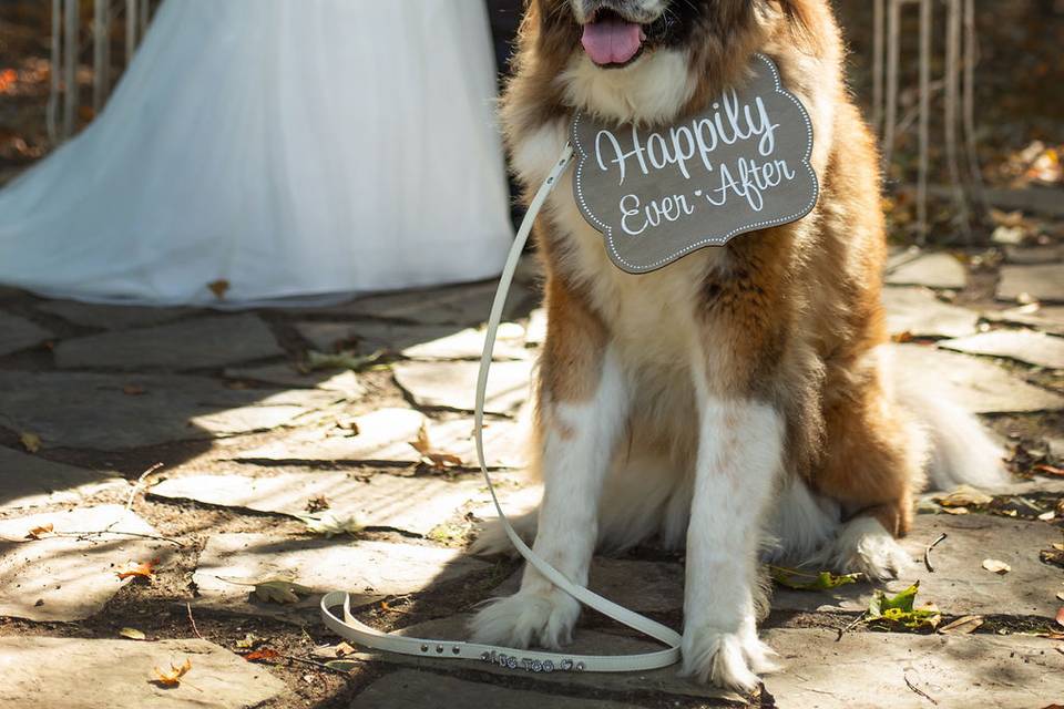 Dog wedding