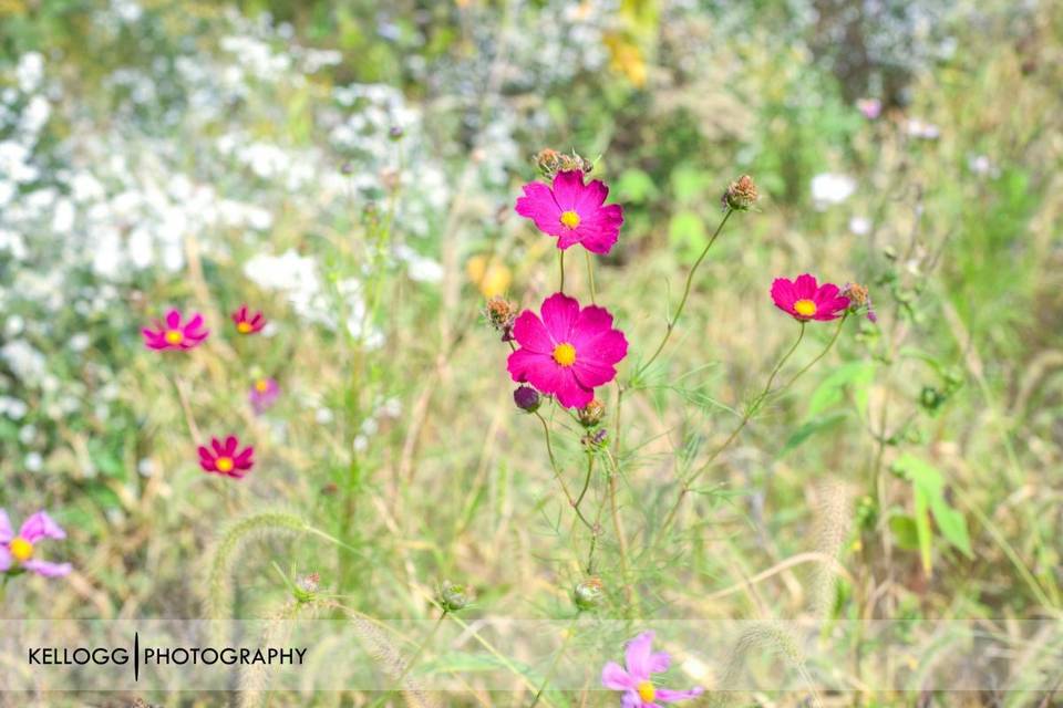 Meadow with flowers