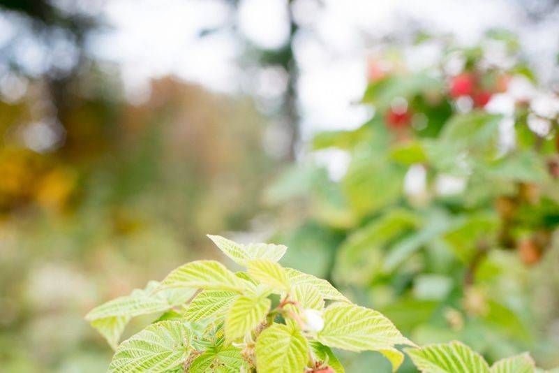 Raspberries