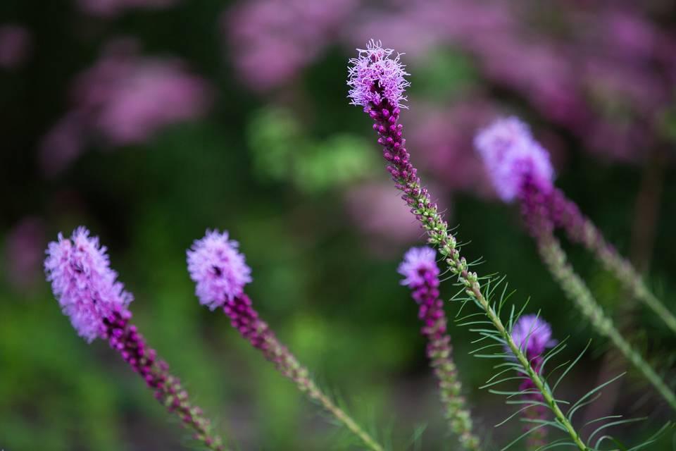 Garden Liatris