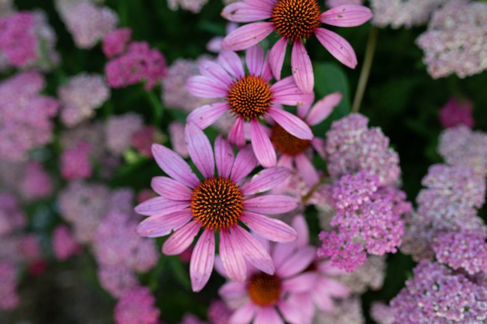 Garden Coneflowers