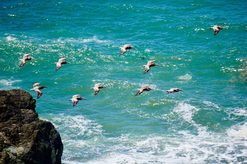 Pelicans at Little Black Sands