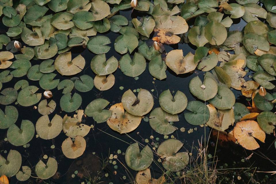 Water lilies on the Pond