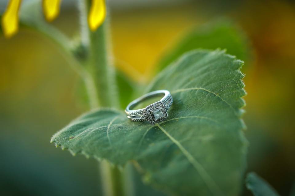 Ring from Shoot!
