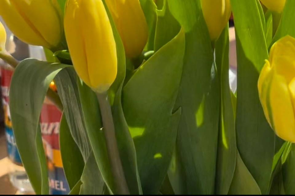 Fresh Tulips