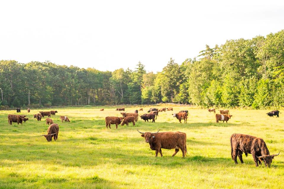 Tumbledown Farms