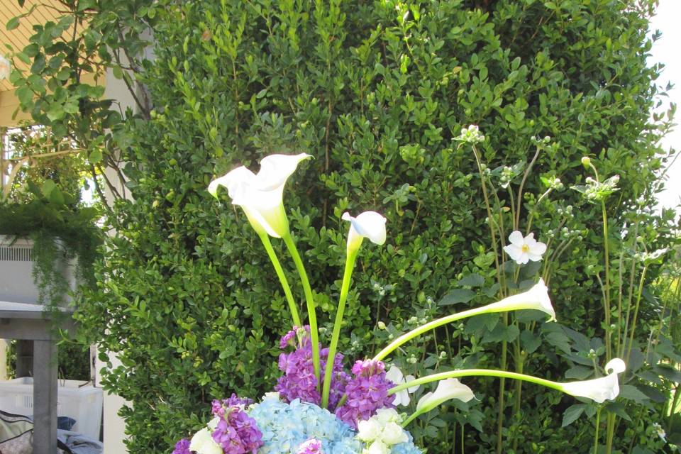 Dandelions Flowers & Gifts