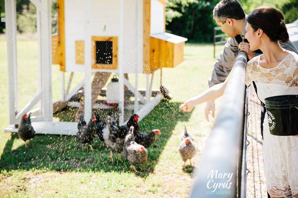 Feeding the chickens