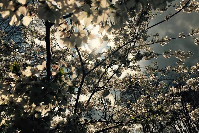 Stunning trees in the sunshine