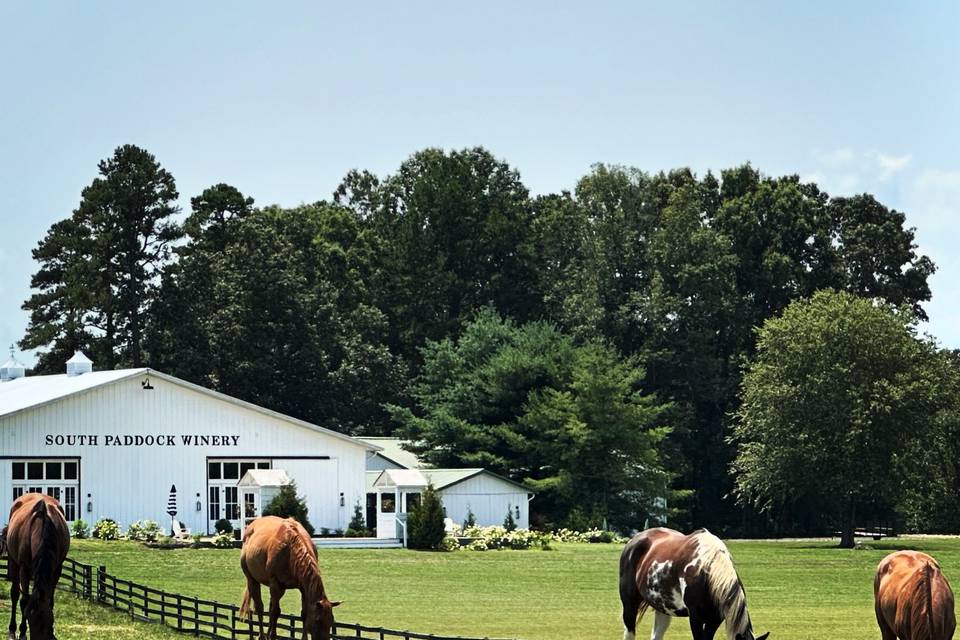 NEARBY HORSES GRAZING