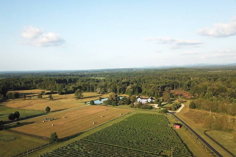 VINEYARD FROM ABOVE