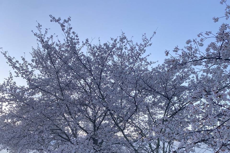 SPRING CHERRY BLOSSOMS