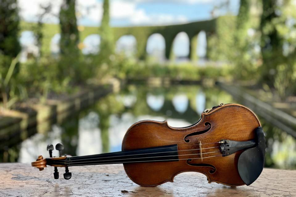 Violin
