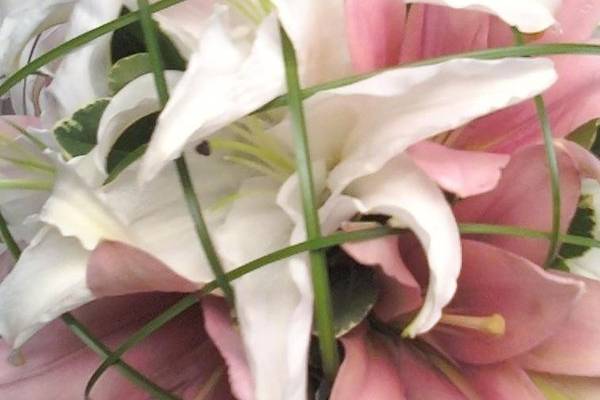 Lovely Lillies