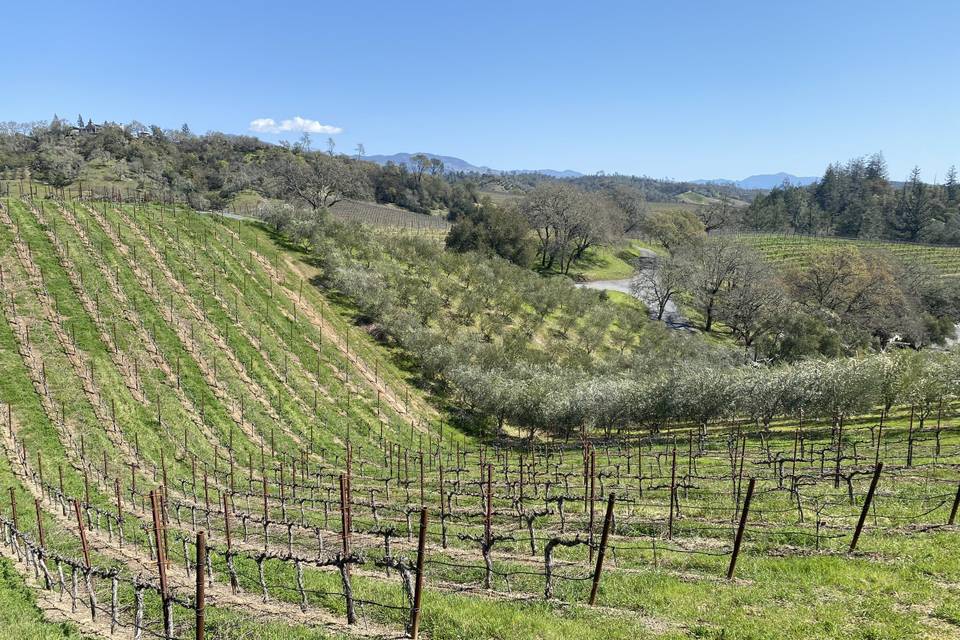 Rolling vineyards