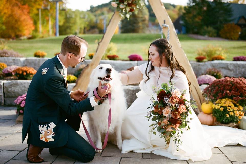 Dog photo