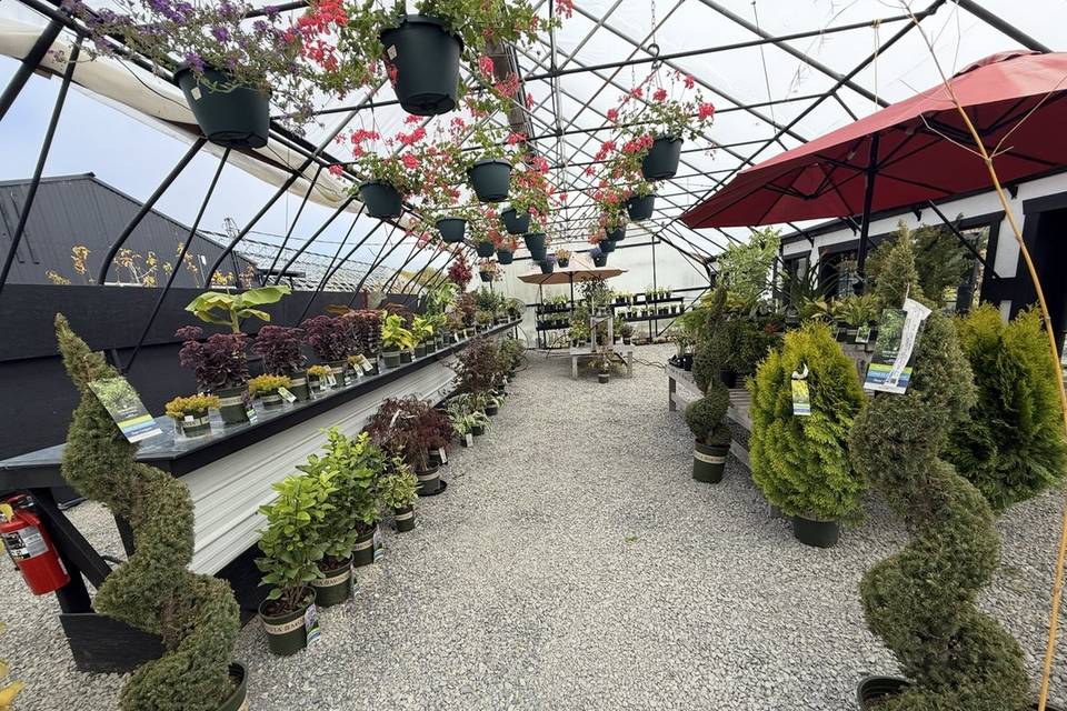 Lush Plants in Greenhouse