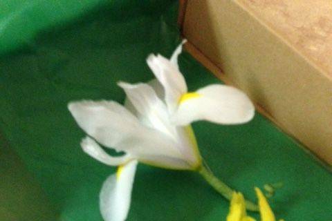 Iris boutonnieres
