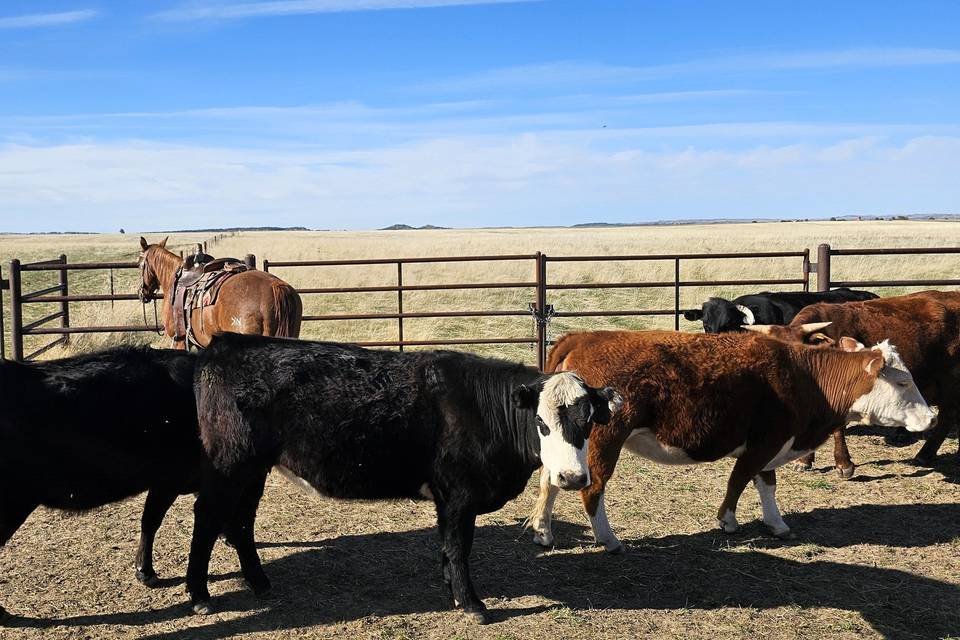 Cottonwood Creek Ranch (WY)