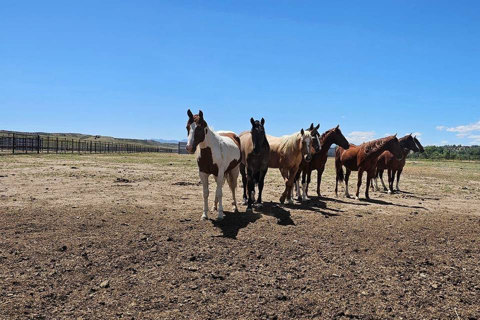 Cottonwood Creek Ranch (WY)