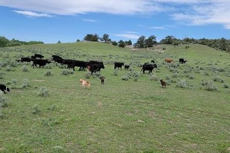 Cottonwood Creek Ranch (WY)