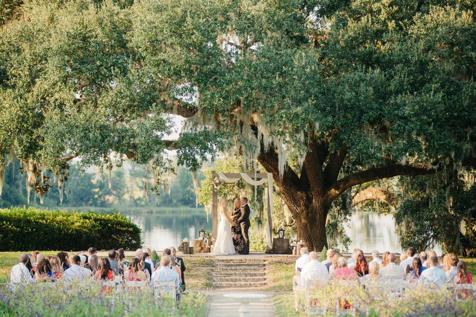Wedding beneath a tree