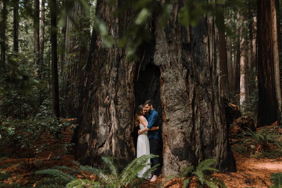 Elopement redwoods california