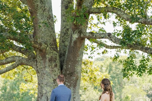 Tree First Look