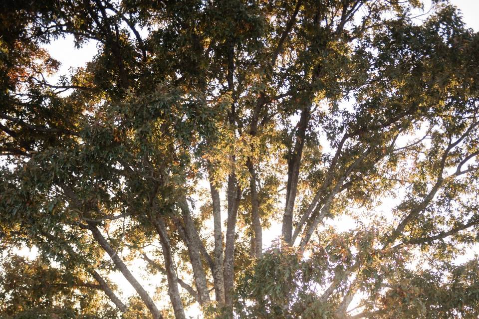 Greenbrier Farms Tree Ceremony