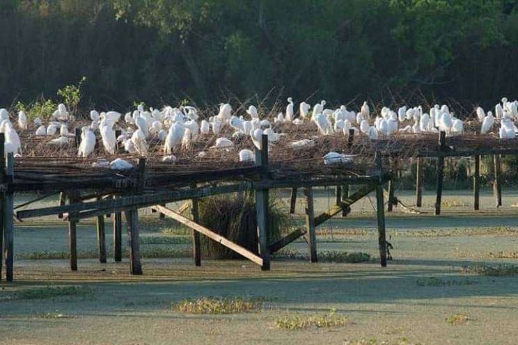 Birdy city Rookery