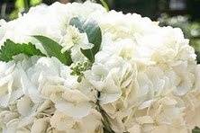 White hydrangea