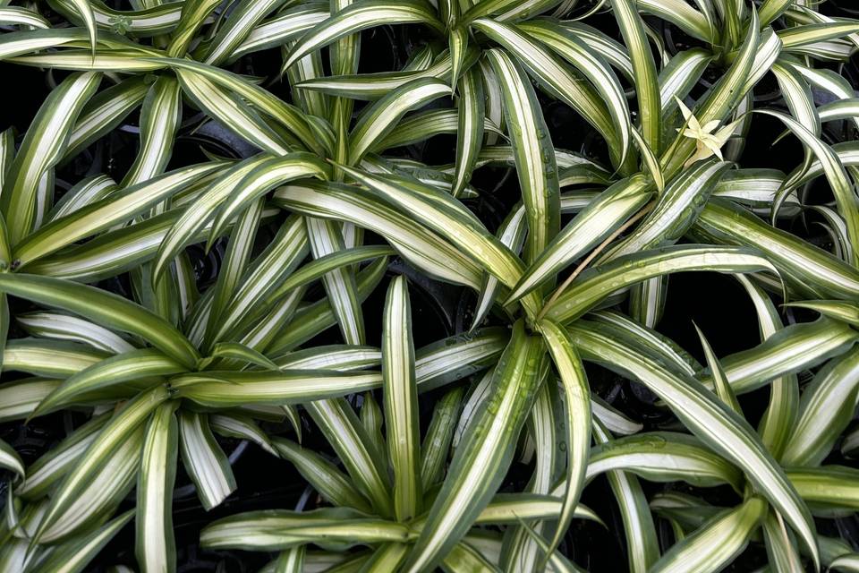Greens by Gabrielsen