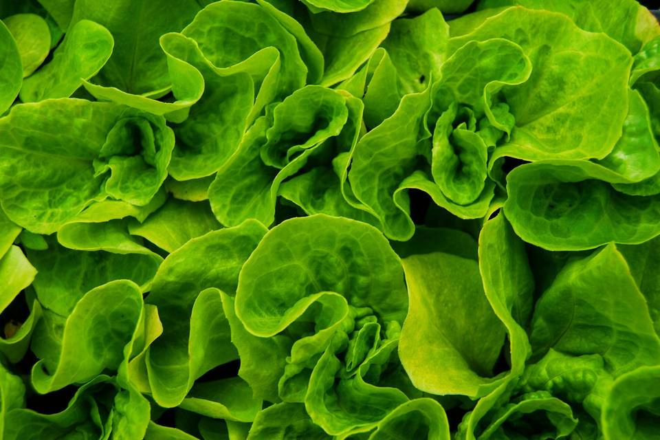 Greens by Gabrielsen