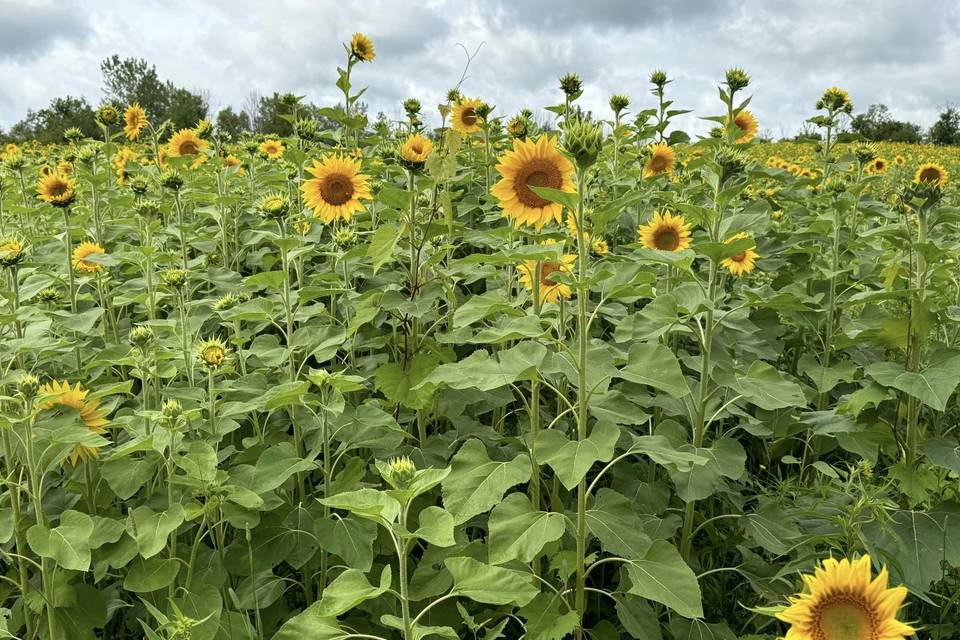 6 ACRES OF SUNFLOWERS!