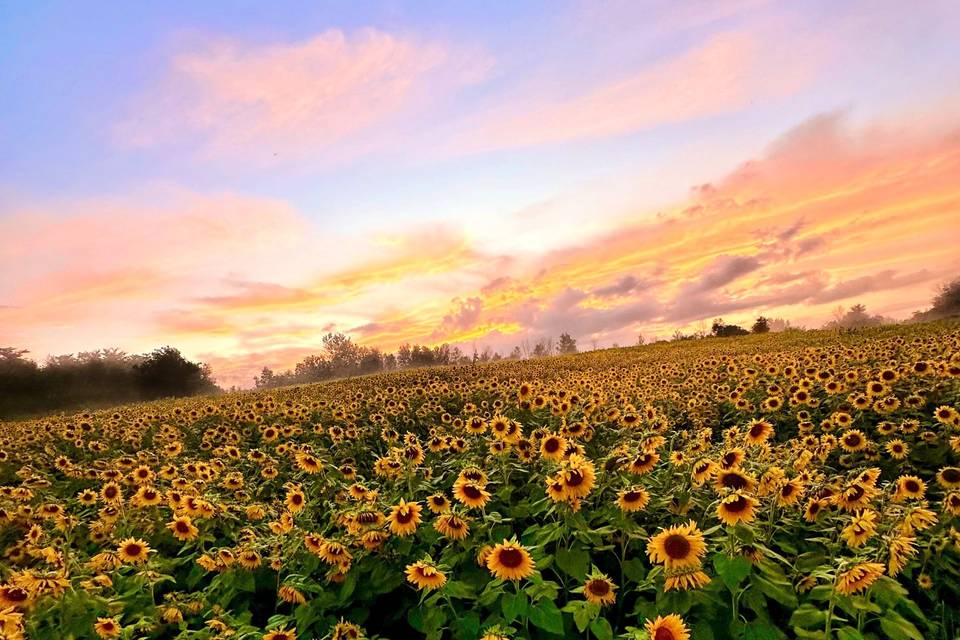 Sunflowers with sunset