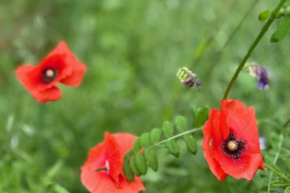 Poppies