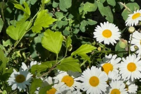 Daisies