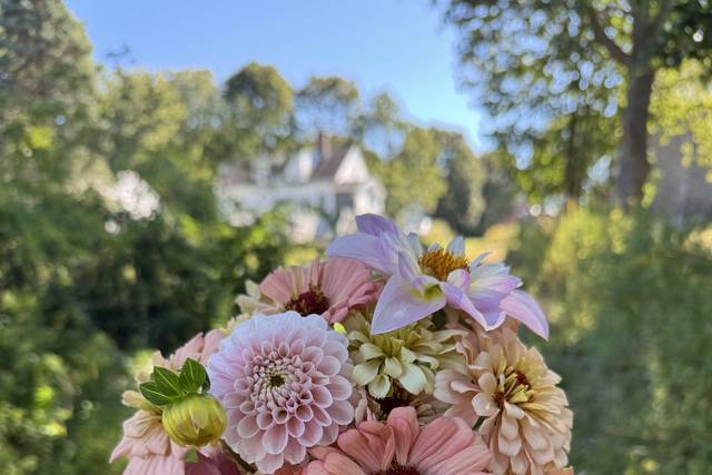 Dahlias and zinnias