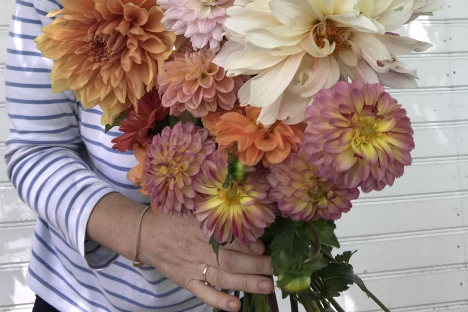 Dahlias for days