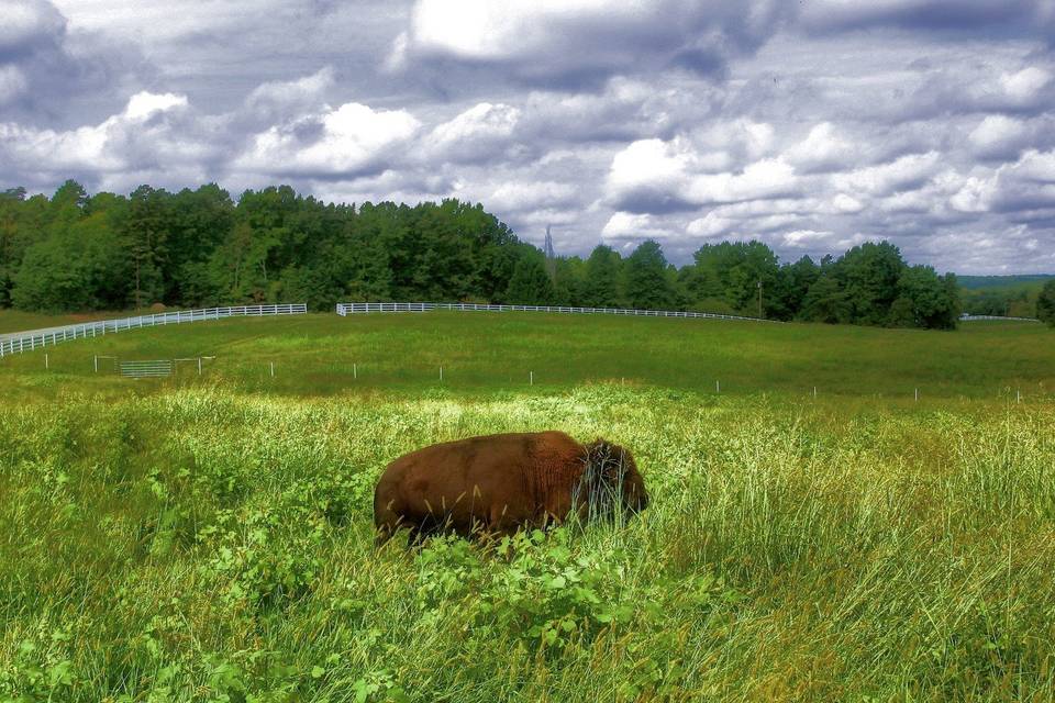 Meadow