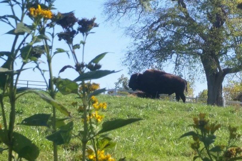 The Gazebo at Sunset Ridge Buffalo Farm
