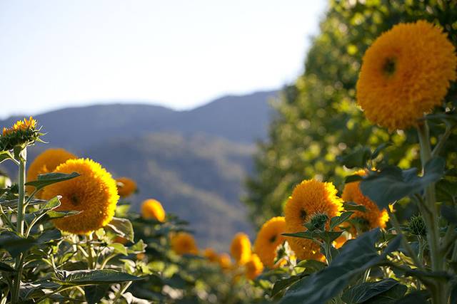 Bright yellow flowers