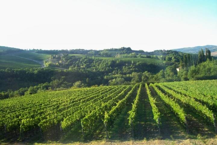 Vineyard