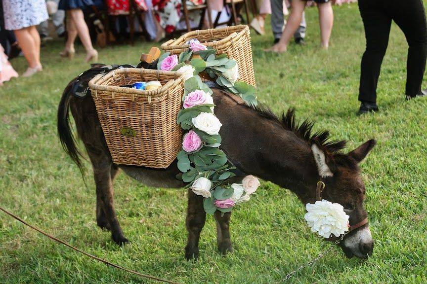 Bouquets of Austin